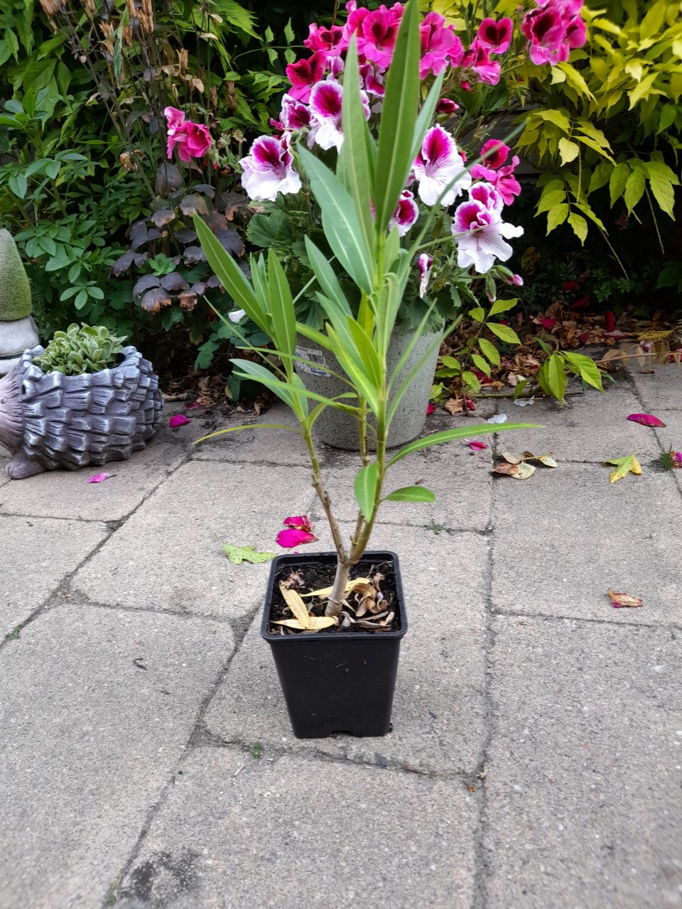 Oleander