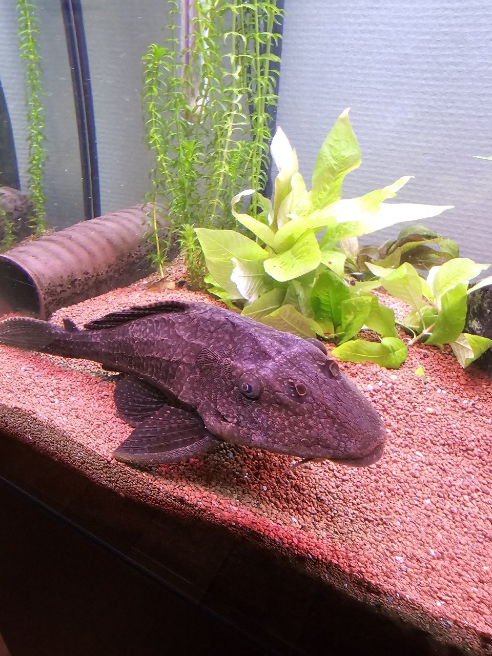Aquarium incl grote pleco