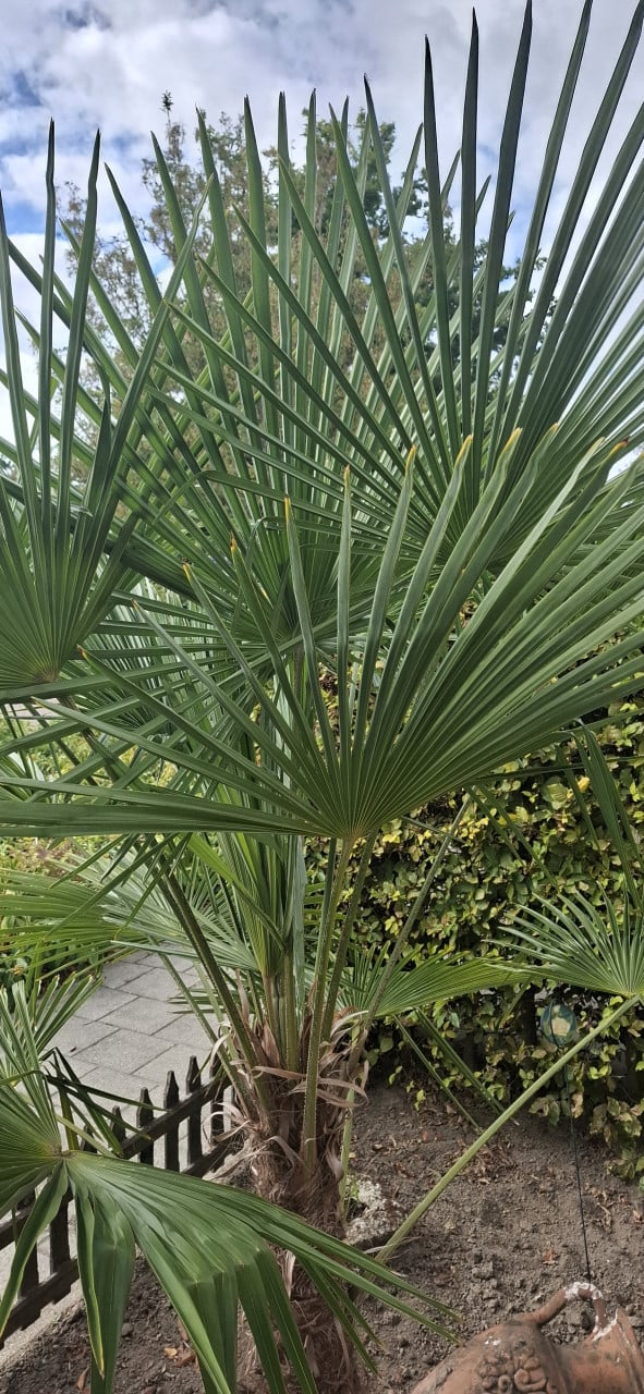 Palmboom