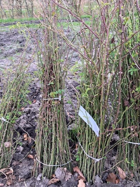 Natuurlijke beplanting/inheemse struiken