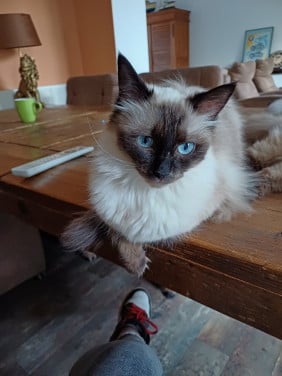 Prachtige Ragdoll poes met blauwe ogen lief karakter