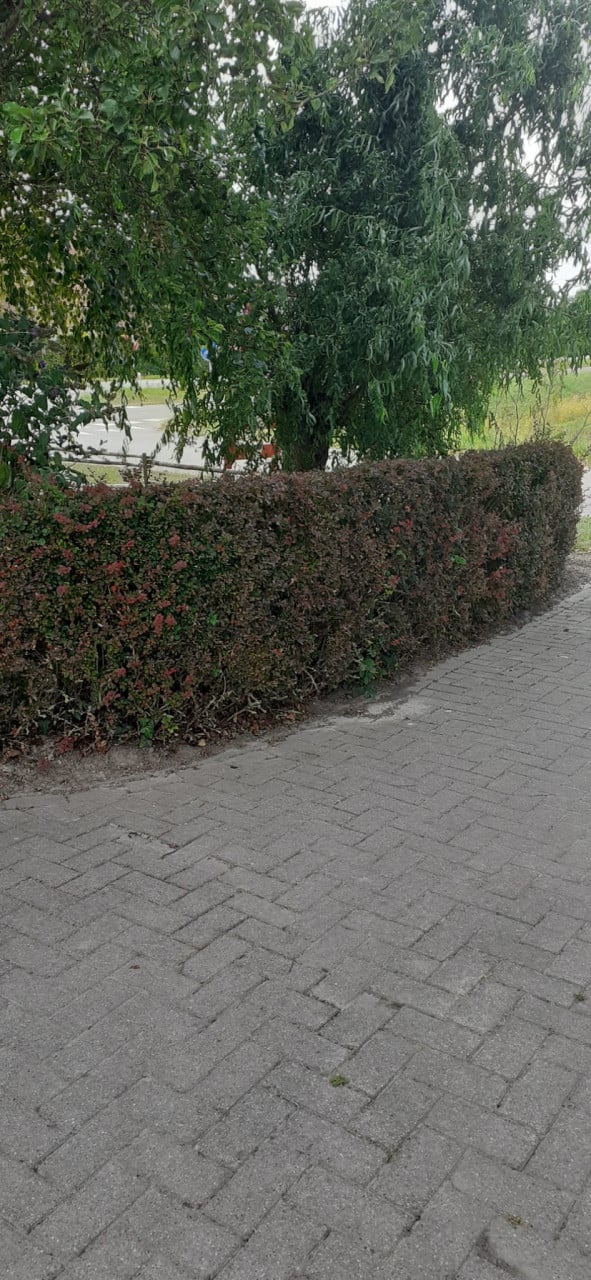 Tuinonderhoud Jasper Bonte – Hagen snoeien regio Sluis