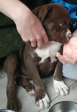 Old English Bulldog pup teefje