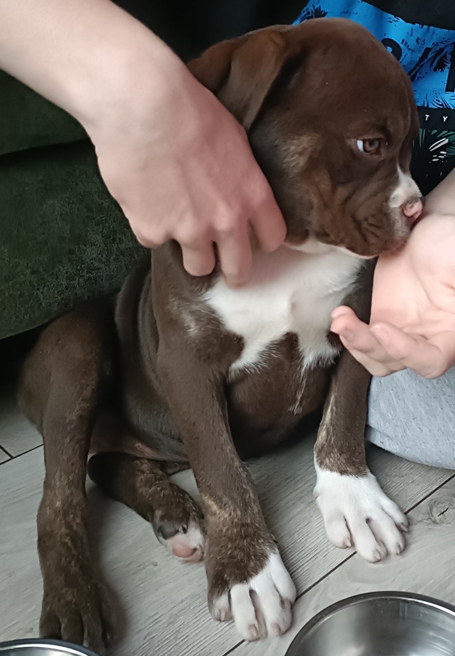 Old English Bulldog pup teefje