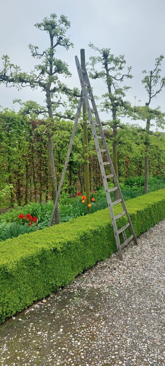 Originele 3 poot kersenladder