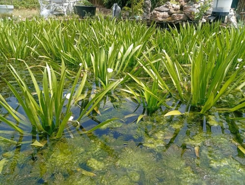 Krabbescheer en hoornblad vijverplanten