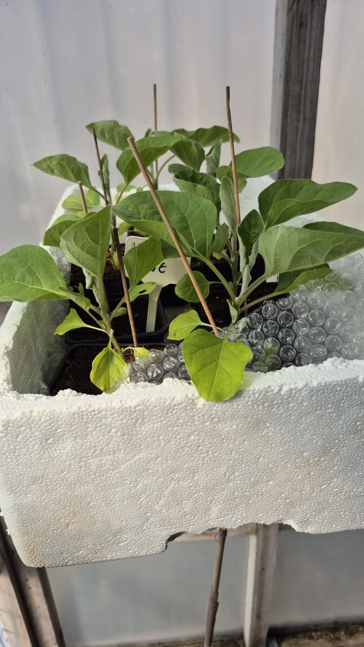 Tomatenplanten, komkommers en courgette