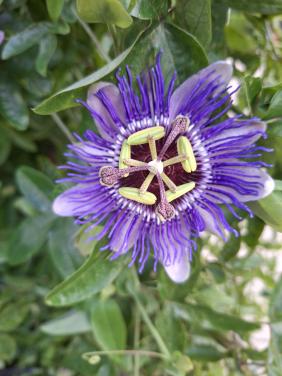 2 passie bloem stekken