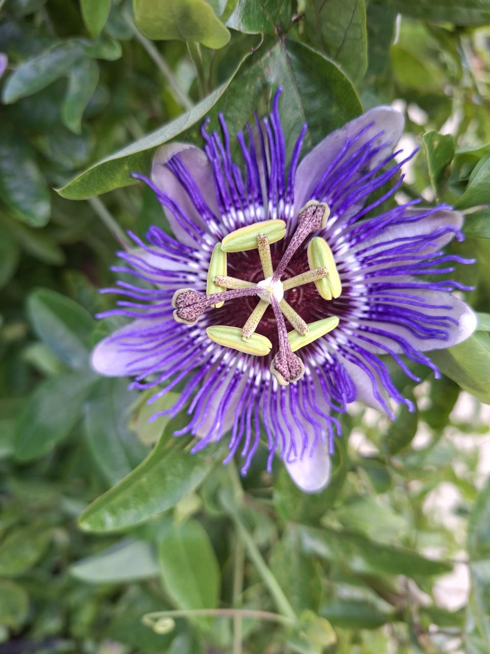 2 passie bloem stekken