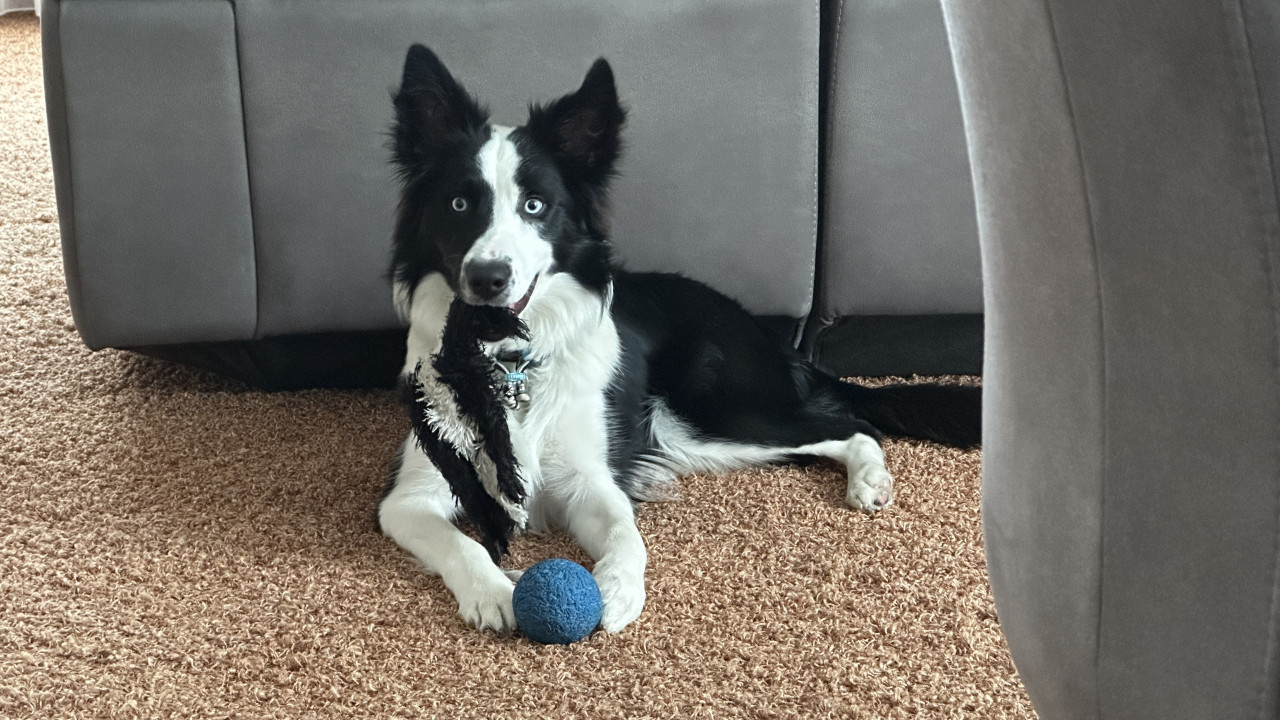 Border-Collie Dekreu beschikbaar.