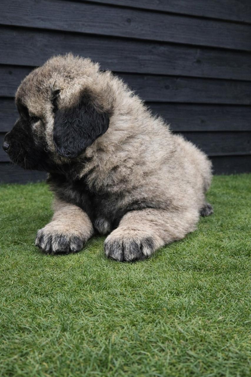 Kaukasische Owcharka / herder pups