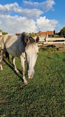 Ruin schoft 1,60mtr  franse volbloed
