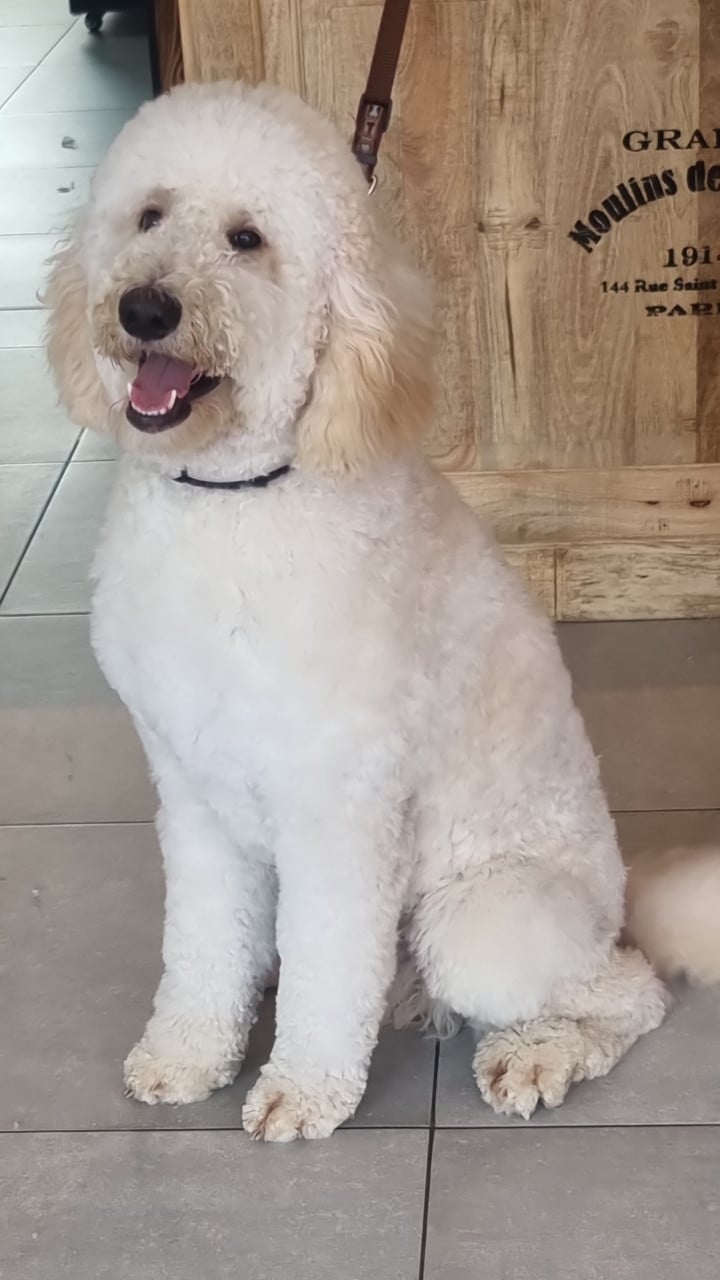 Labradoodle