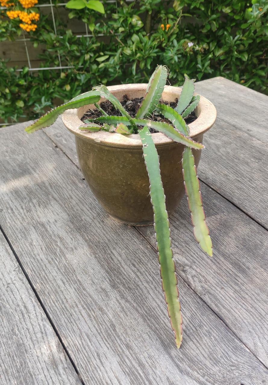Lepismium cruciforme - koraalcactus