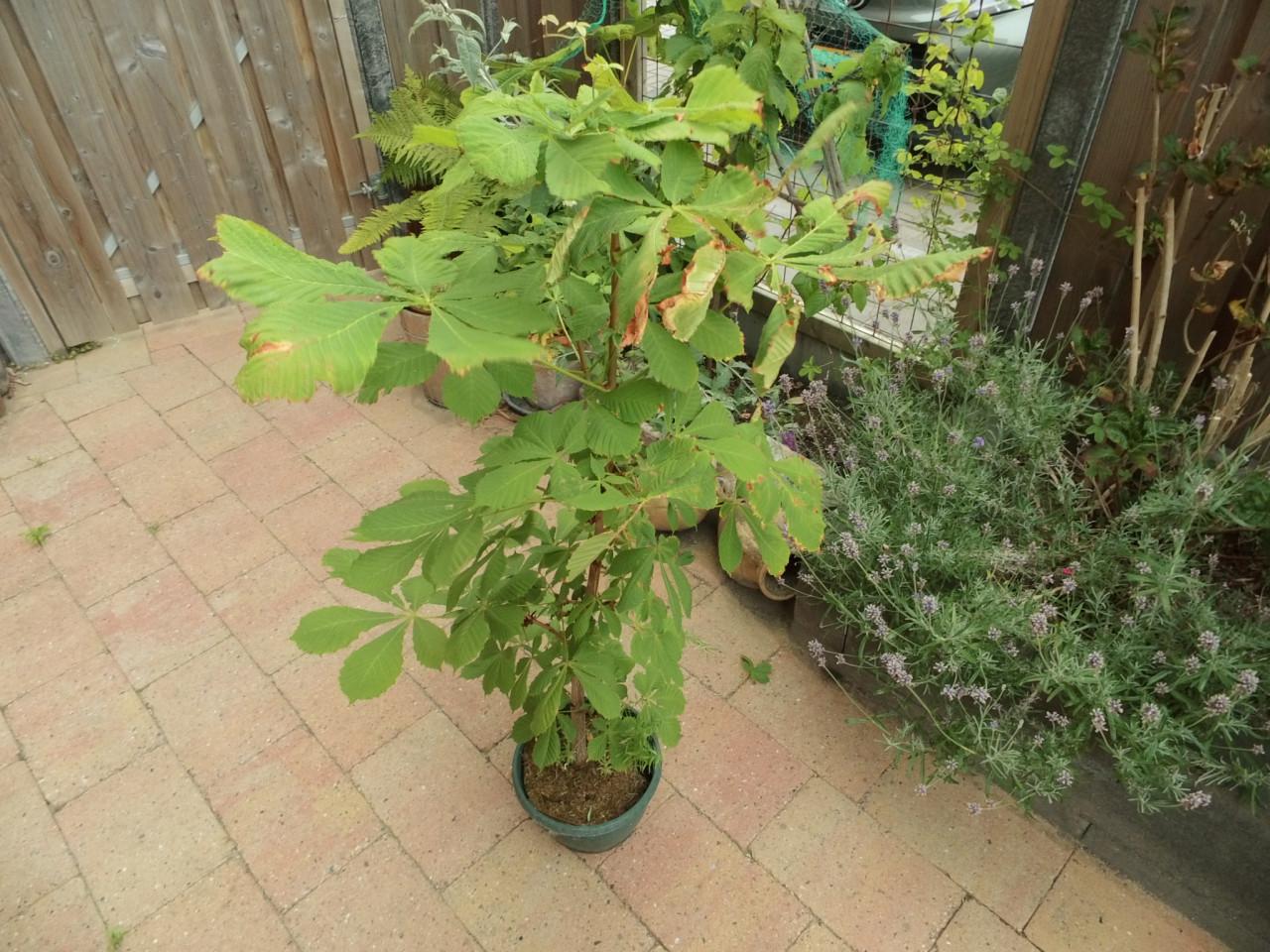 Kastanjeboom.