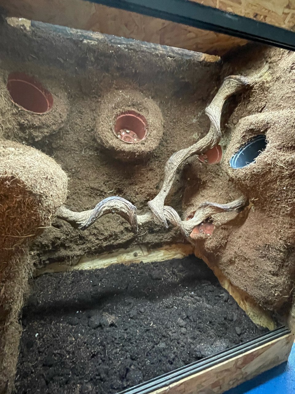 OSB terrarium