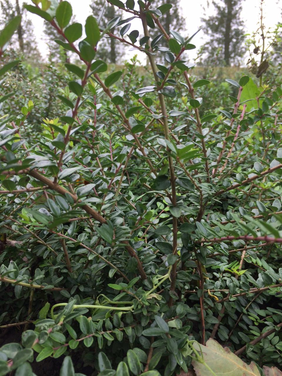 Lonicera nitida (maigrun/elegant)