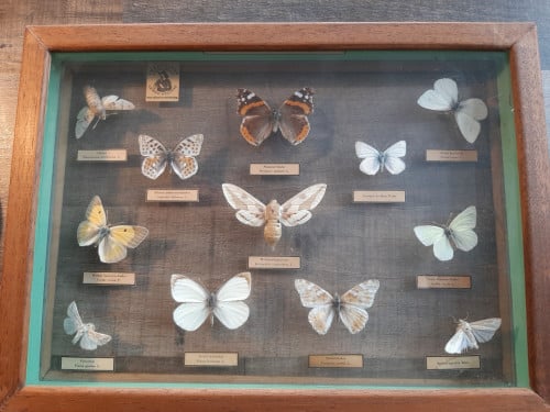 Vlindervitrine