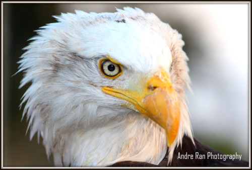 Workshop roofvogels fotograferen zaterdag 23 augustus 14 - 16.30 uur