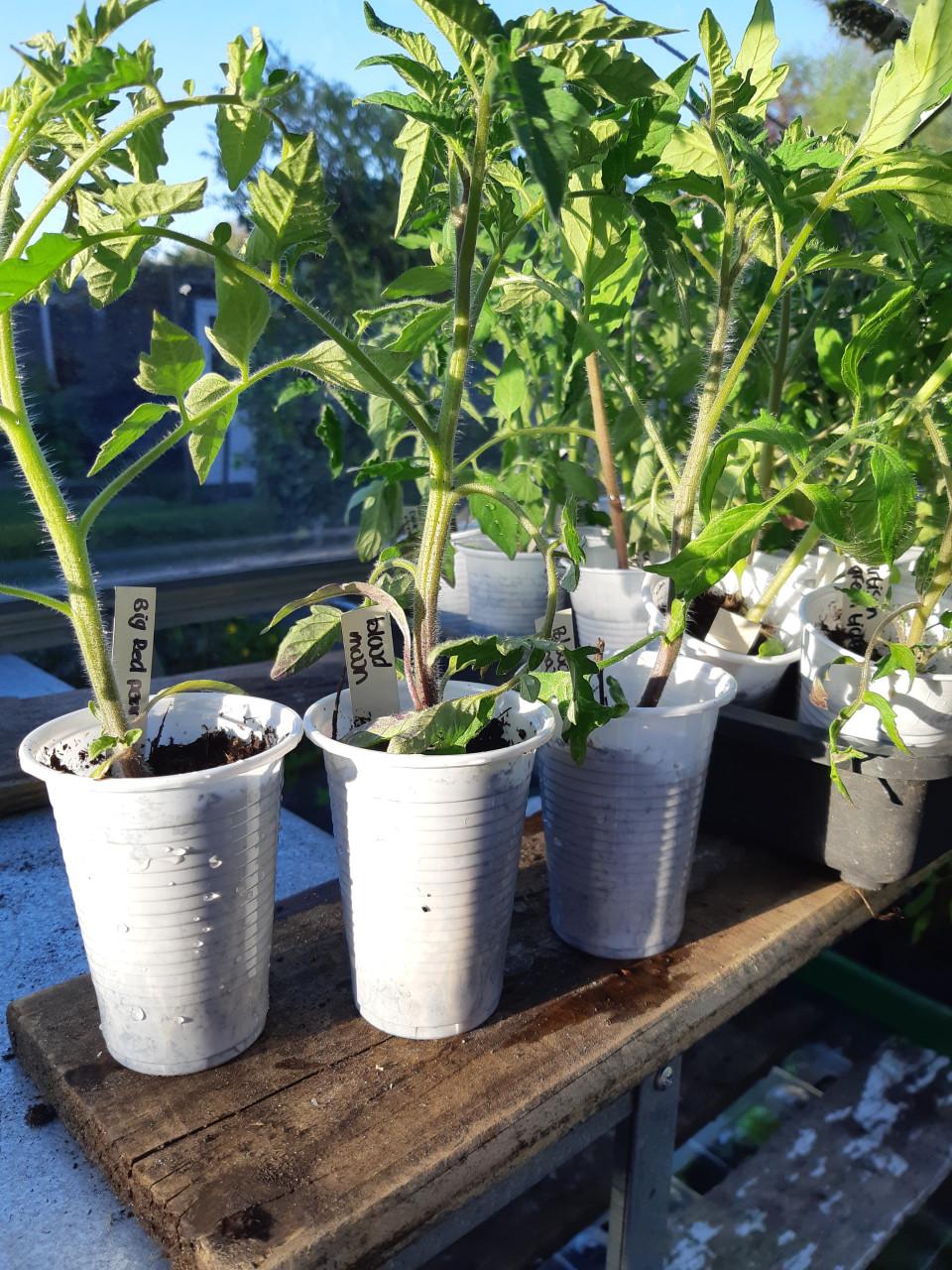 Heirloom tomatenplanten