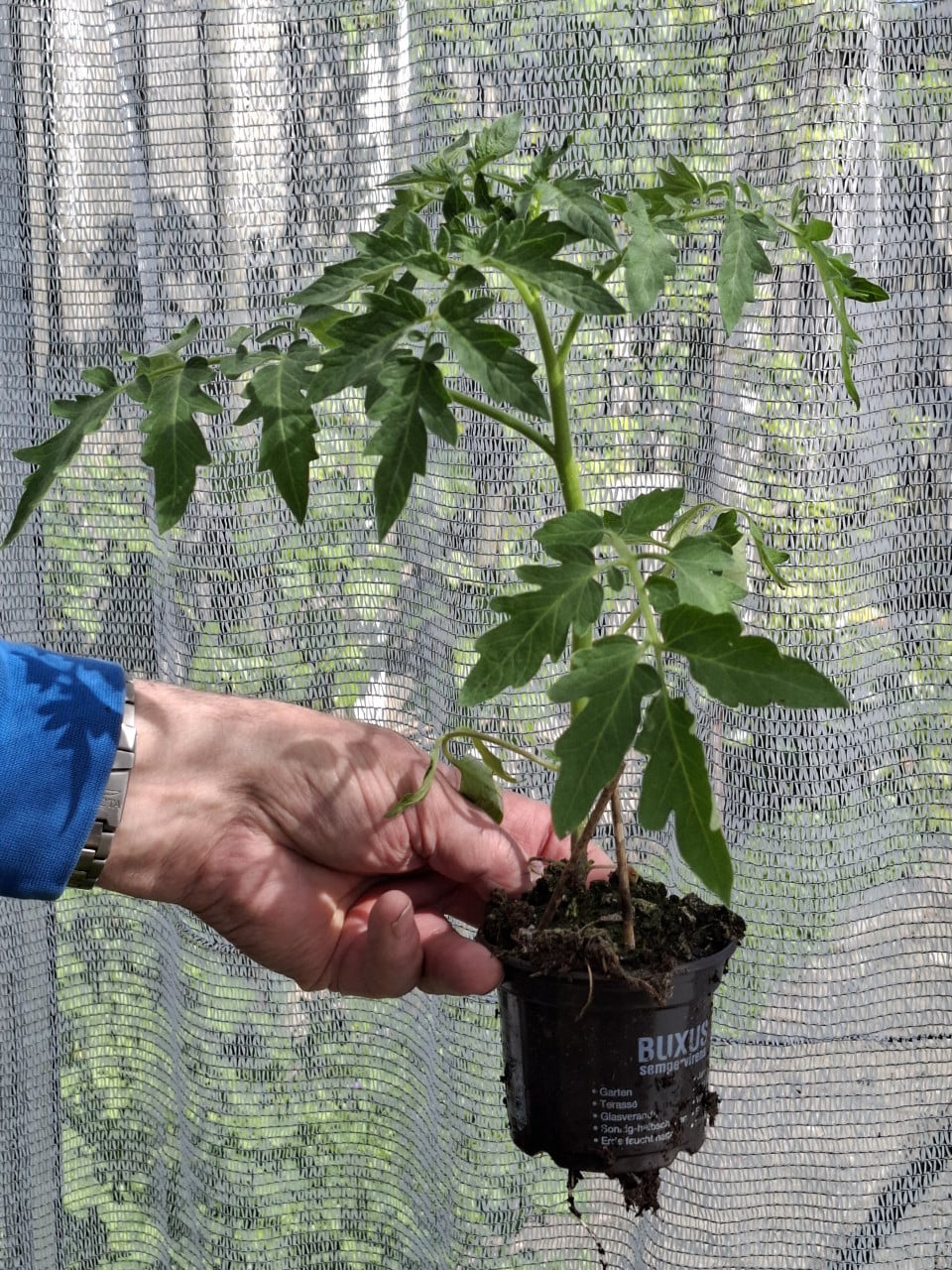 Tomatenplantjes en komkommerplantjes