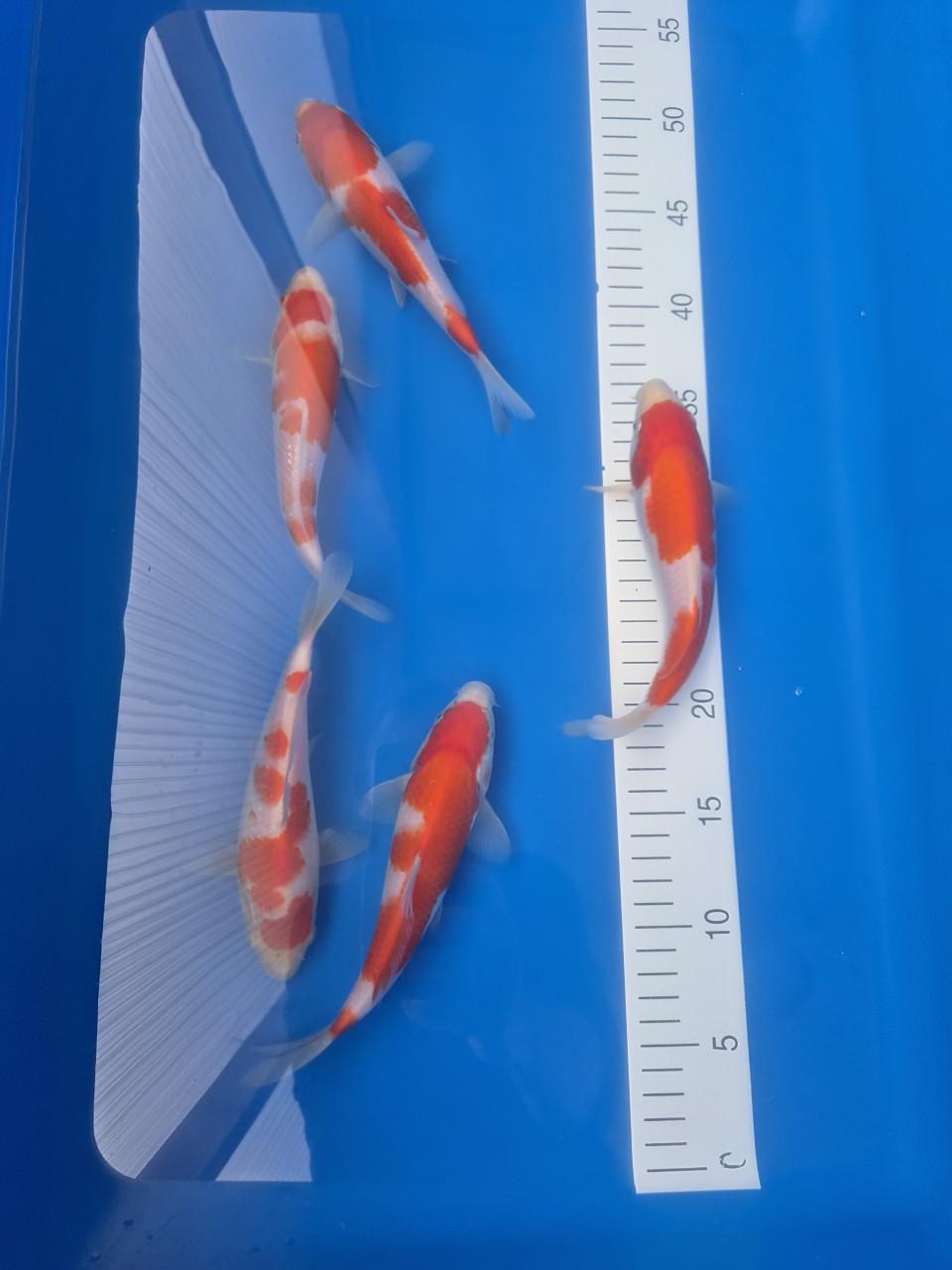 Tosai kohaku Genjiro