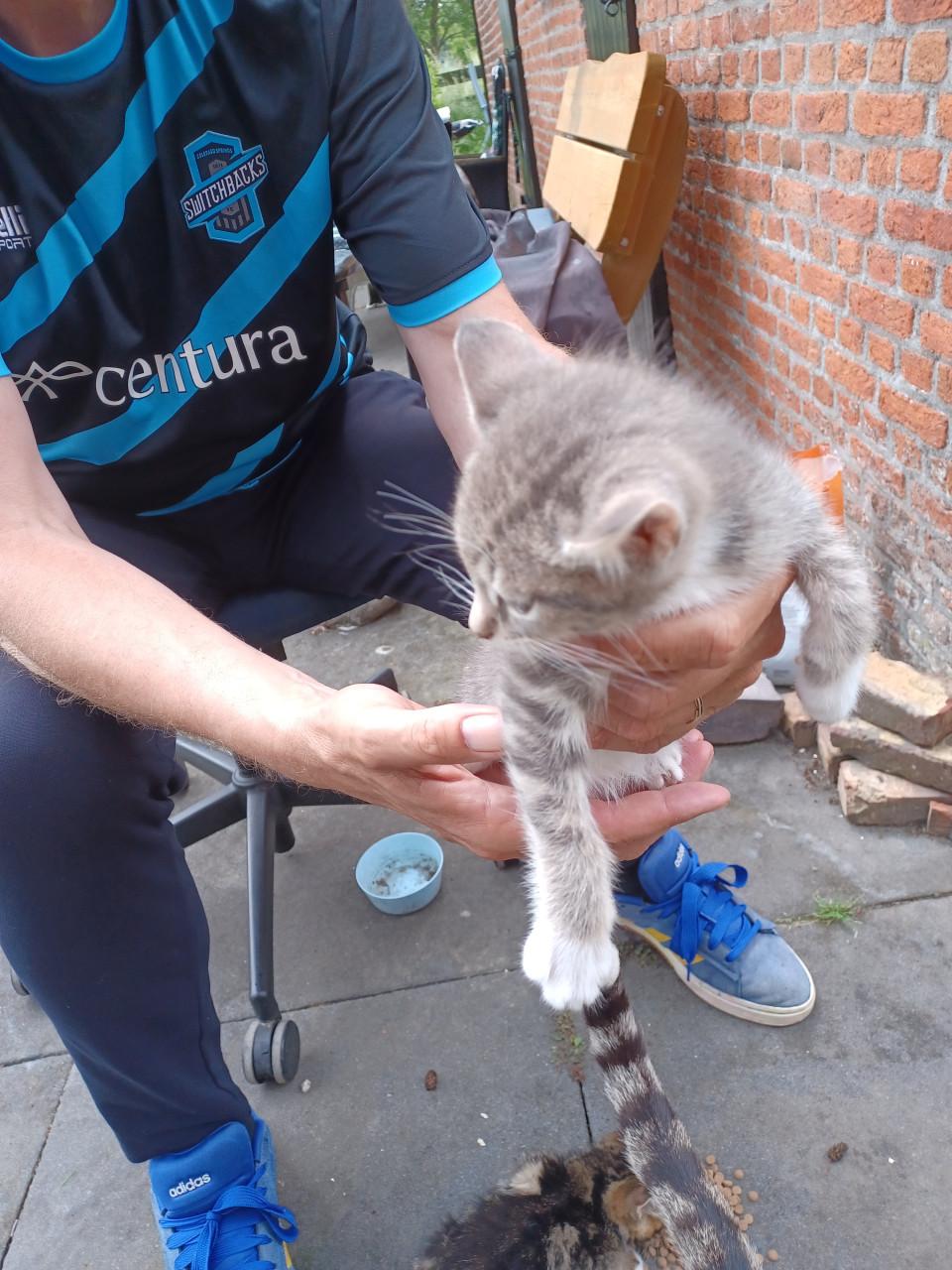 Kittens