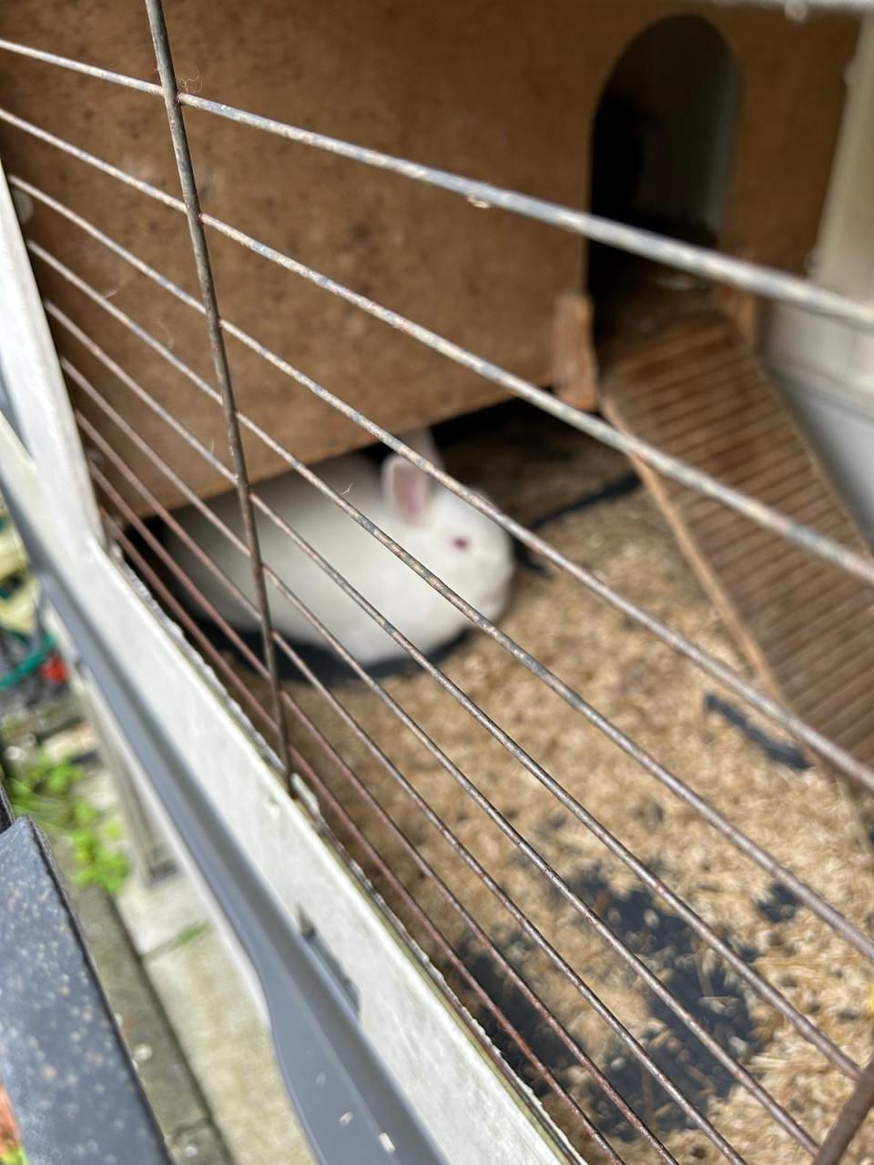 Konijnenhok met super lief konijn