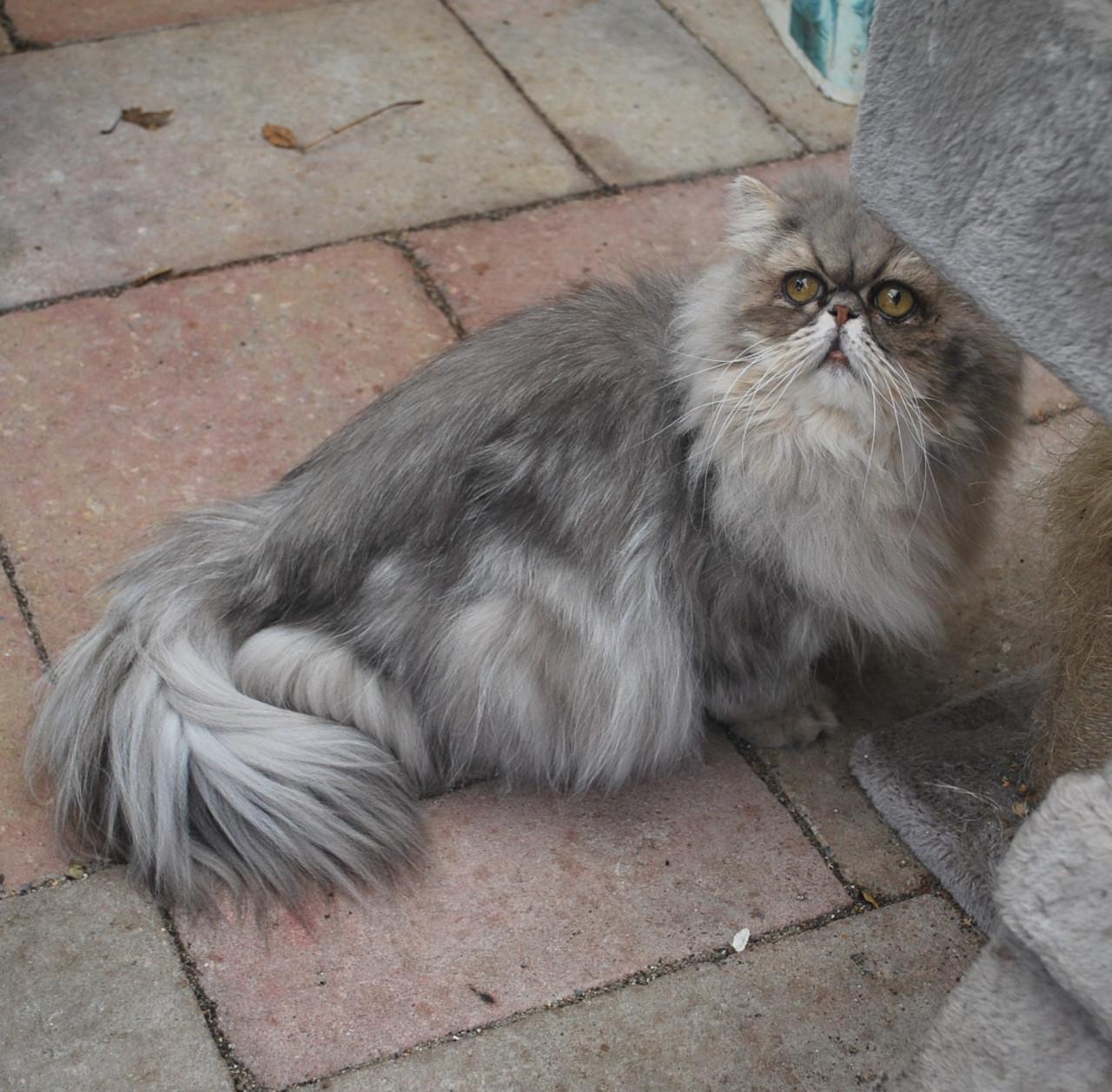 Perzische bleu shaded golden kater