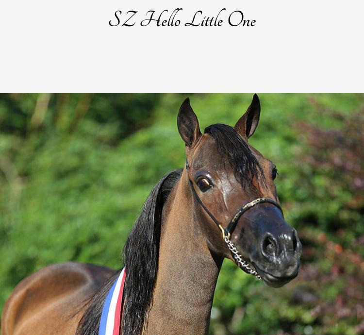 NMPRS Minipaard 1 m met uitstraling