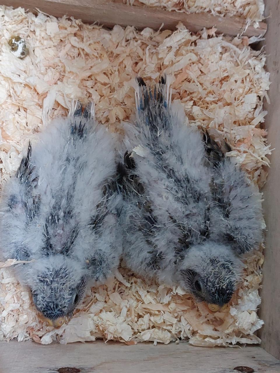 Zaterdagmorgen 10 oktober vogelbeurs de Vogelvrienden Goes