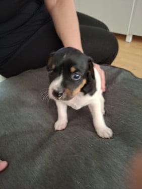 Mooie boerenfox  pup