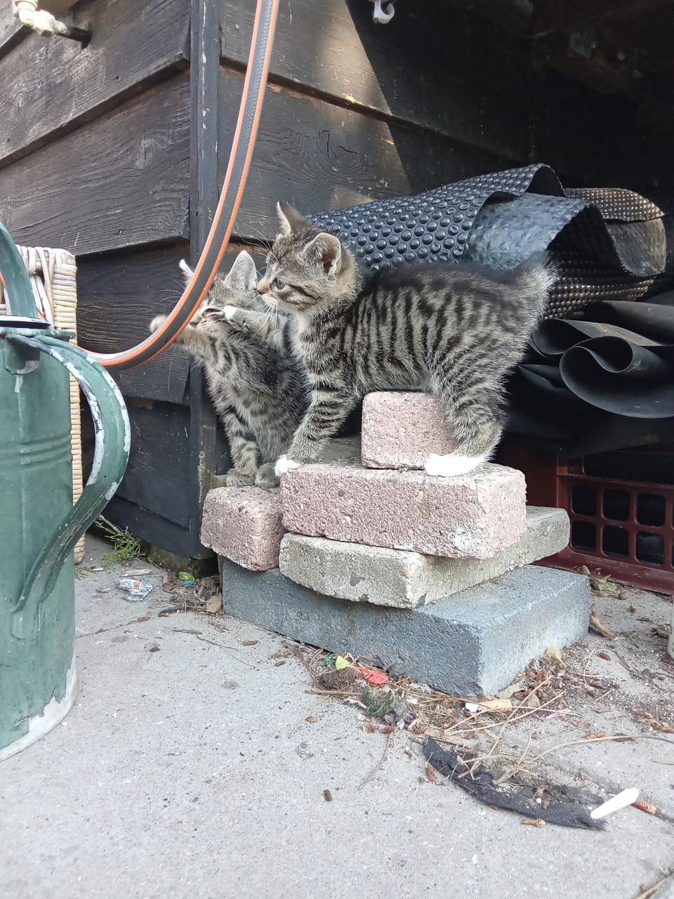 Kittens zoeken gouden mandje 👸