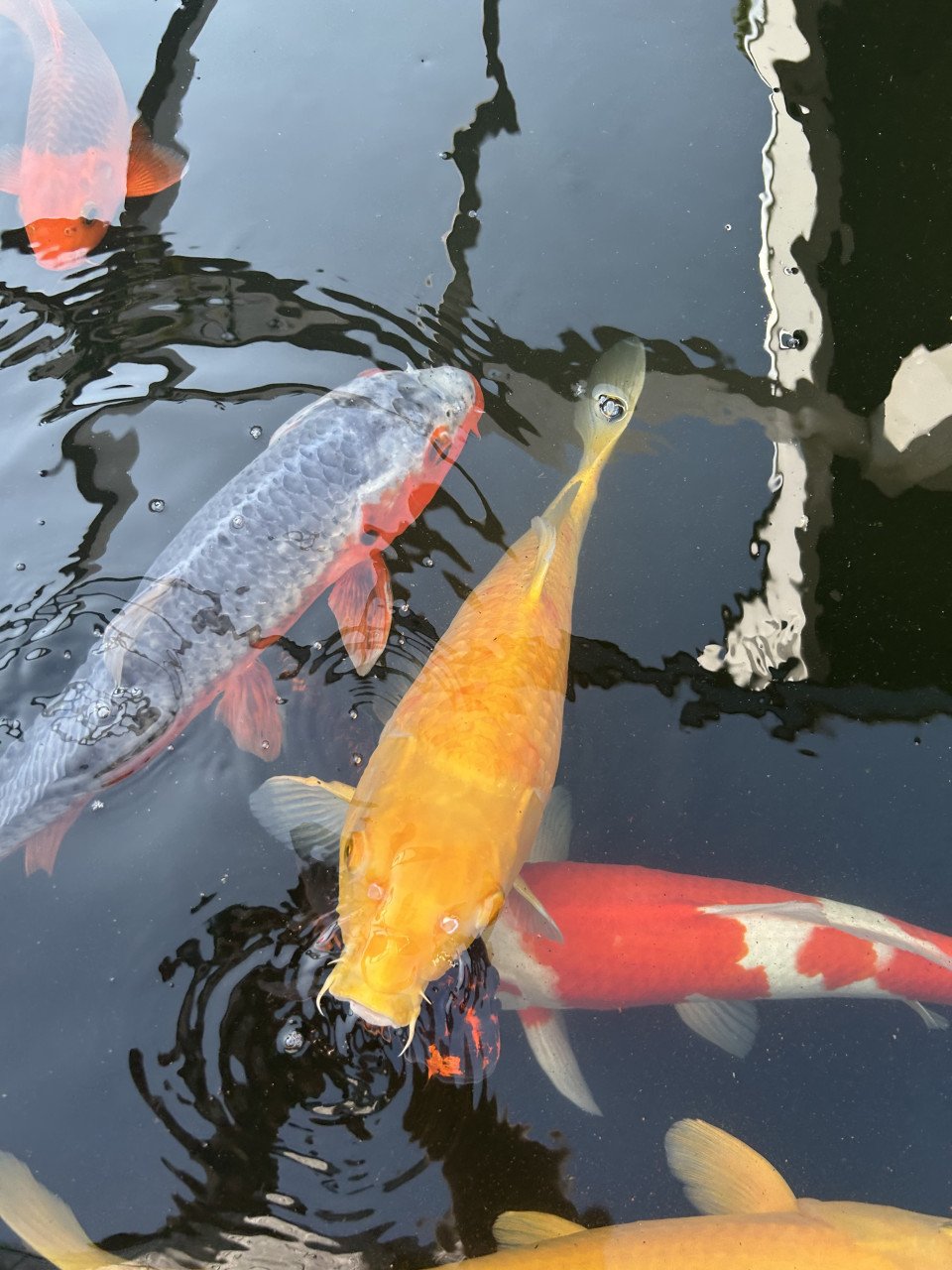 3 stuks koi