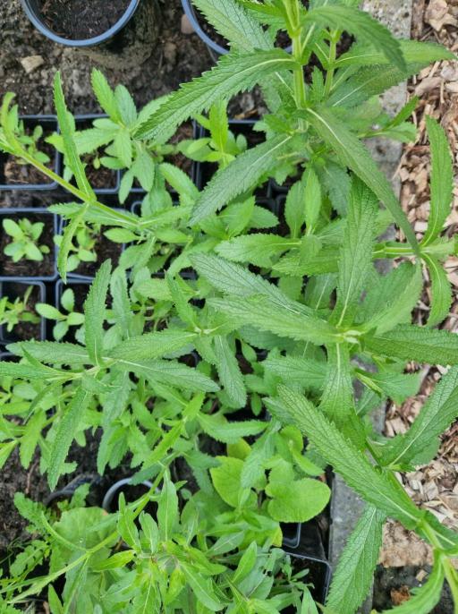 Gifvrije vaste tuinplantjes - zelfgekweekt