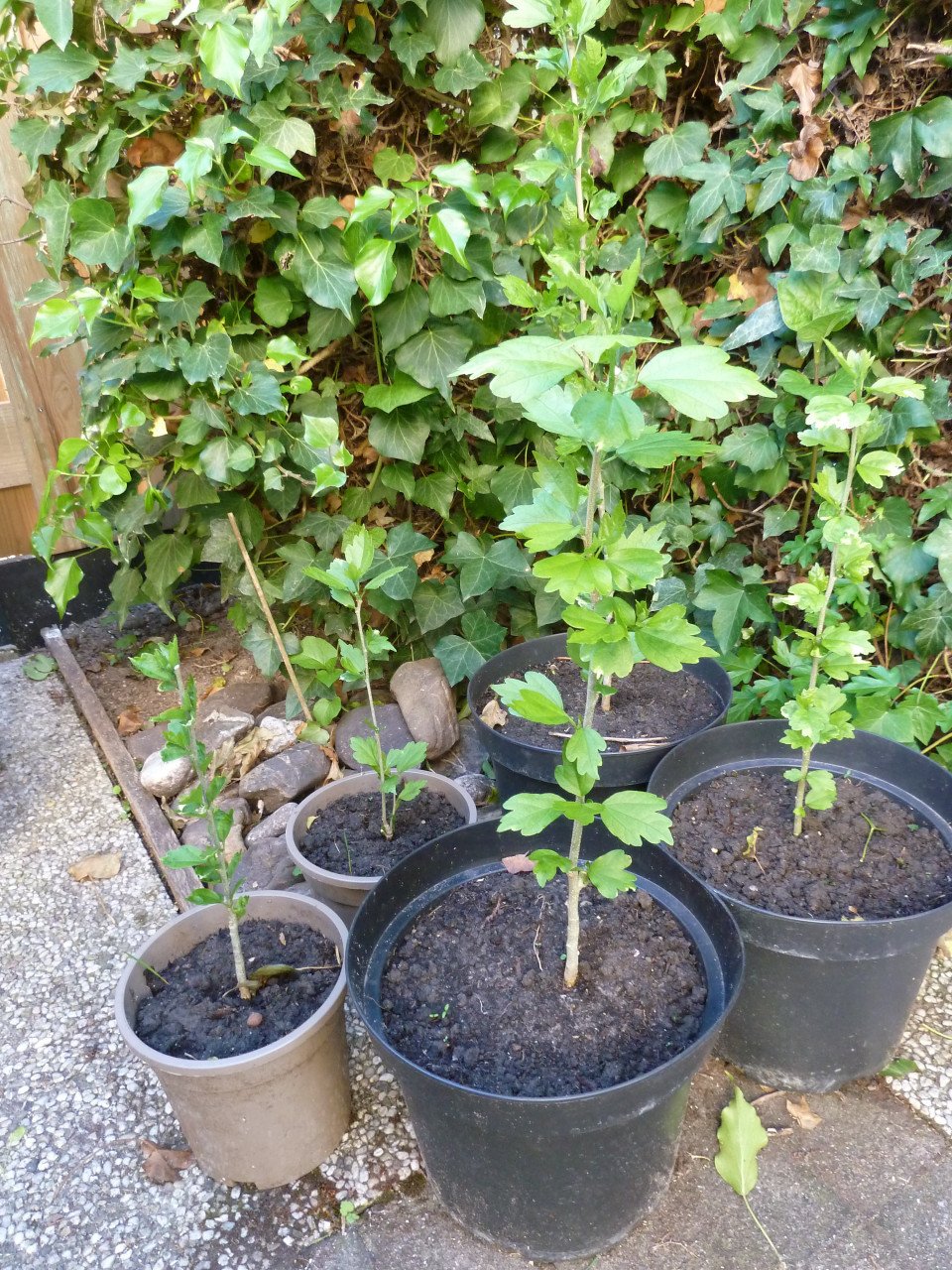 VASTE PLANTEN EN BODEMBEDEKKERS