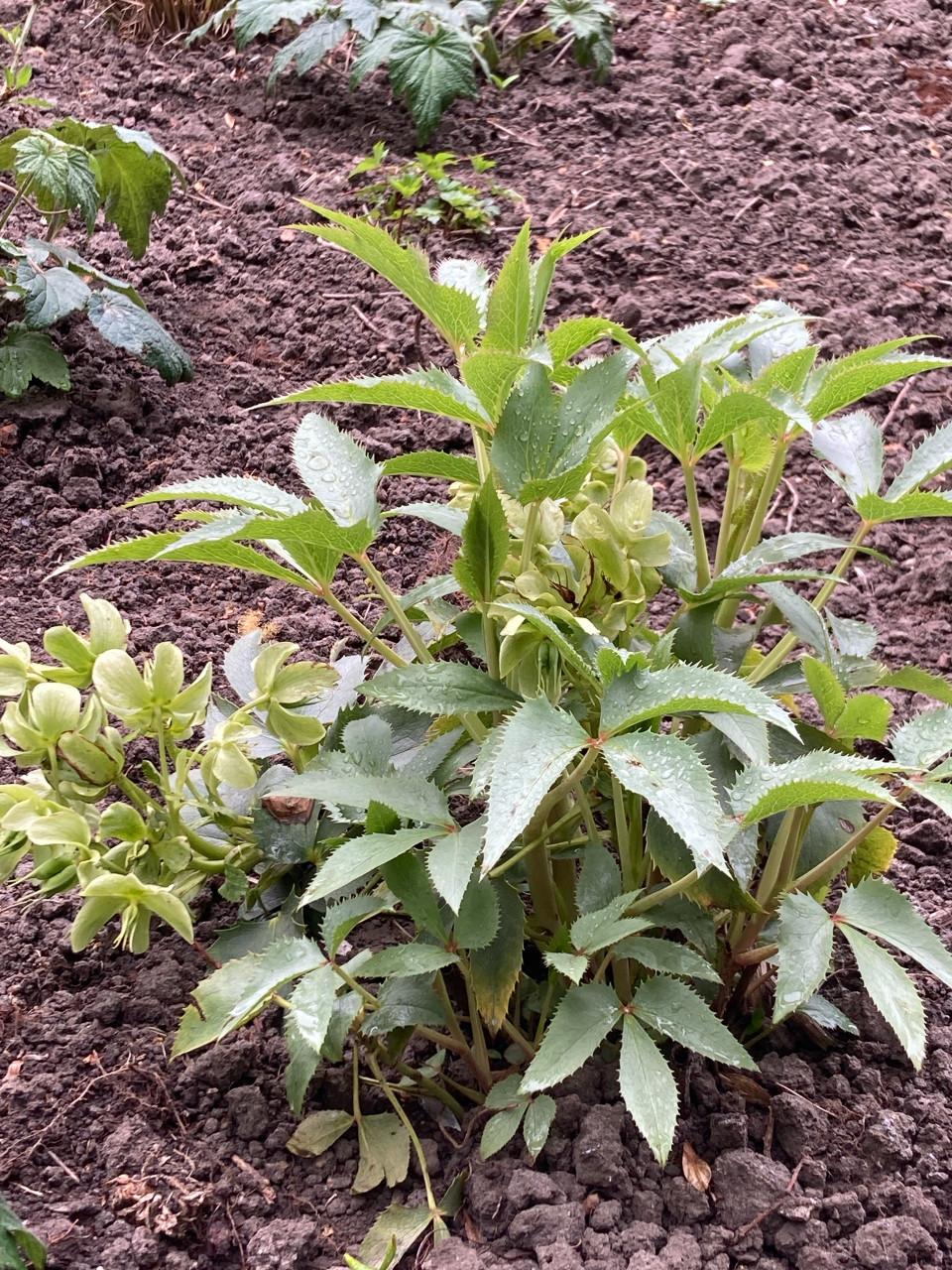Witte helleborus