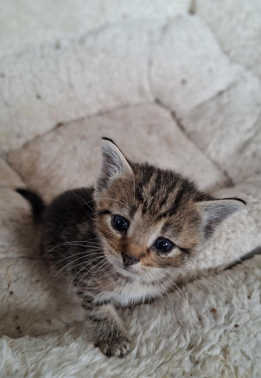 Lieve kittens
