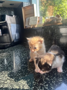 Kittens