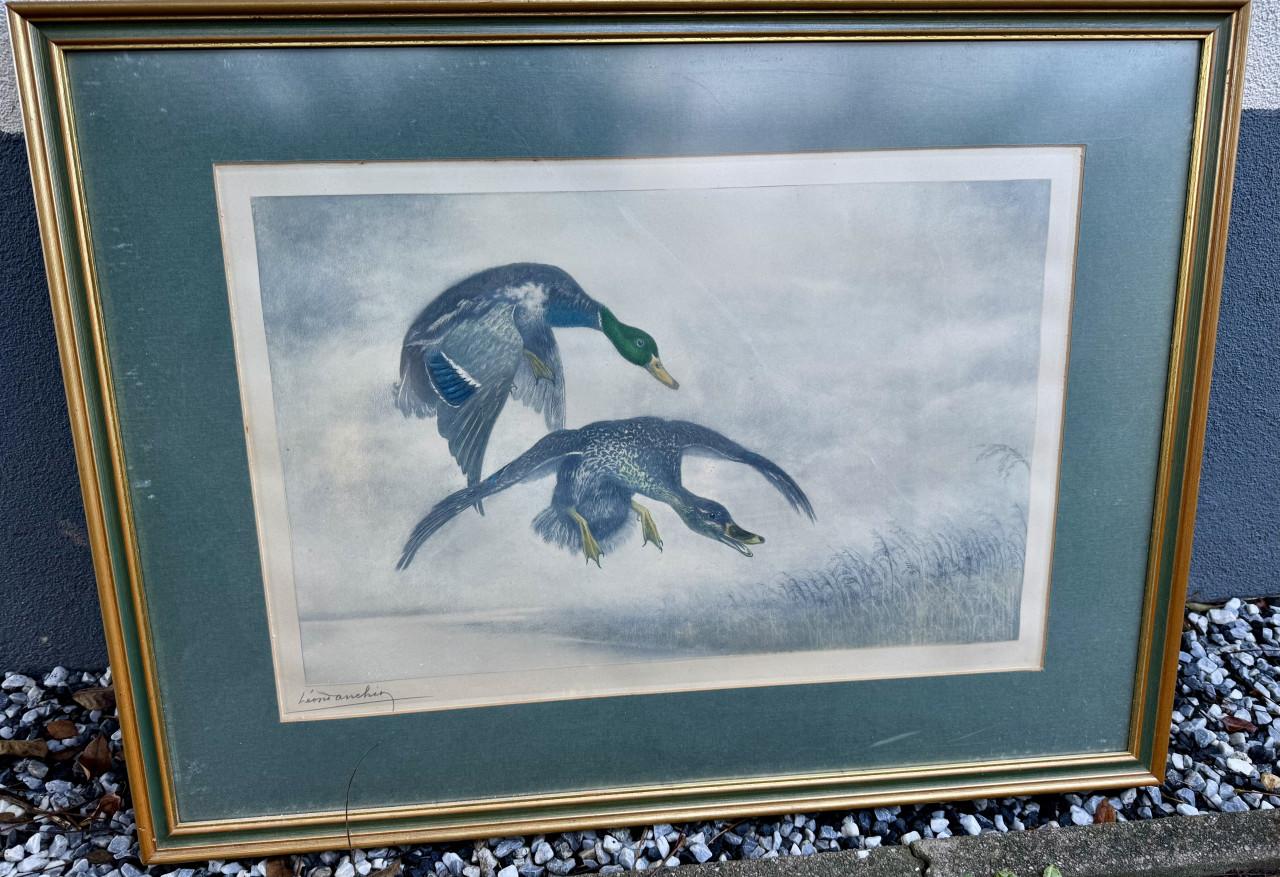 Reproductie Léon Danchin – eenden in vlucht – ingelijst