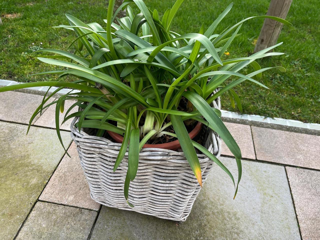 Grote AGAPANTHUS in rieten mand - VEERE