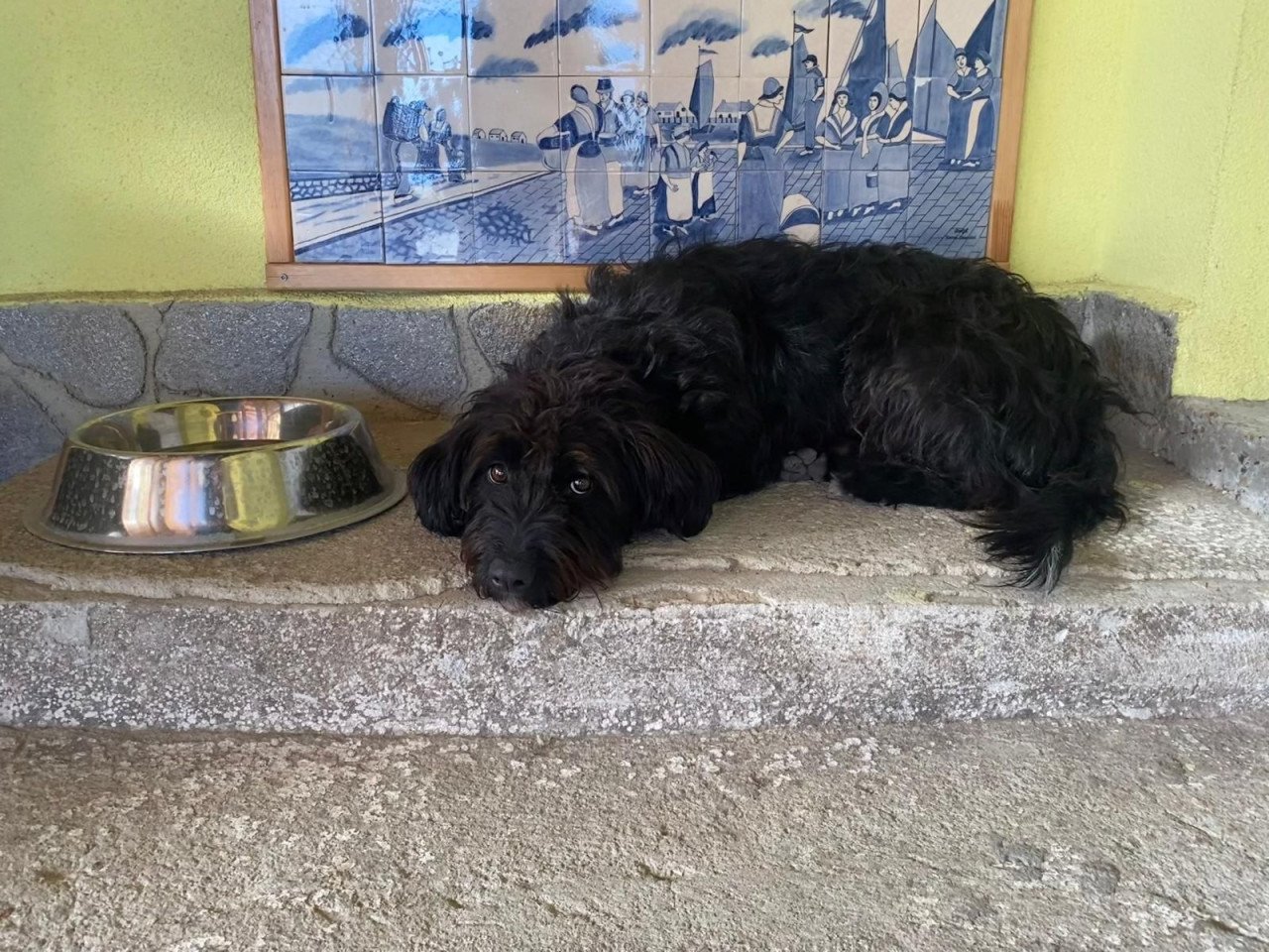 Hond zoekt baasje