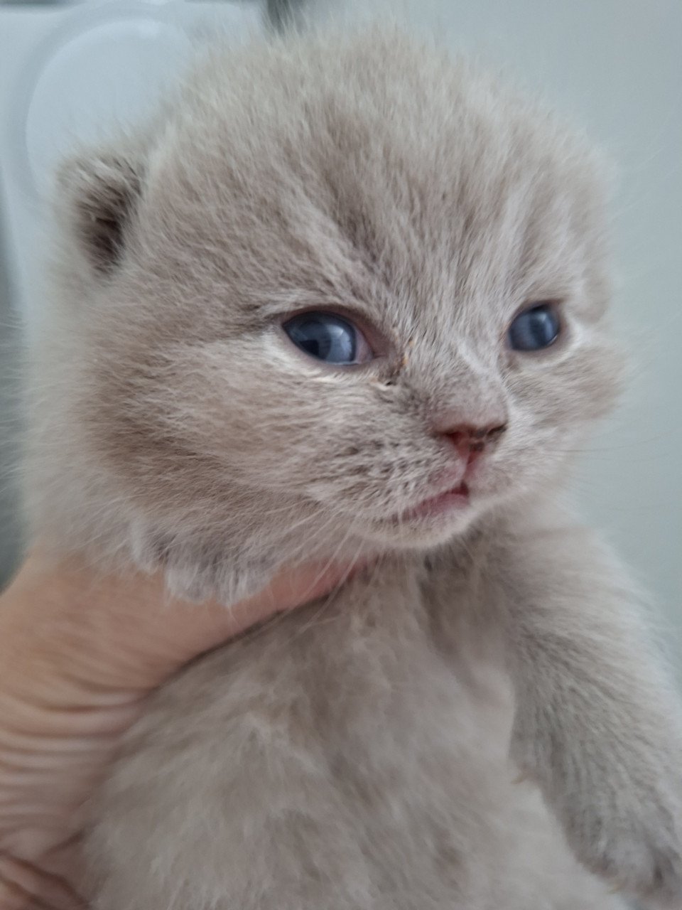 Britse korthaar kittens