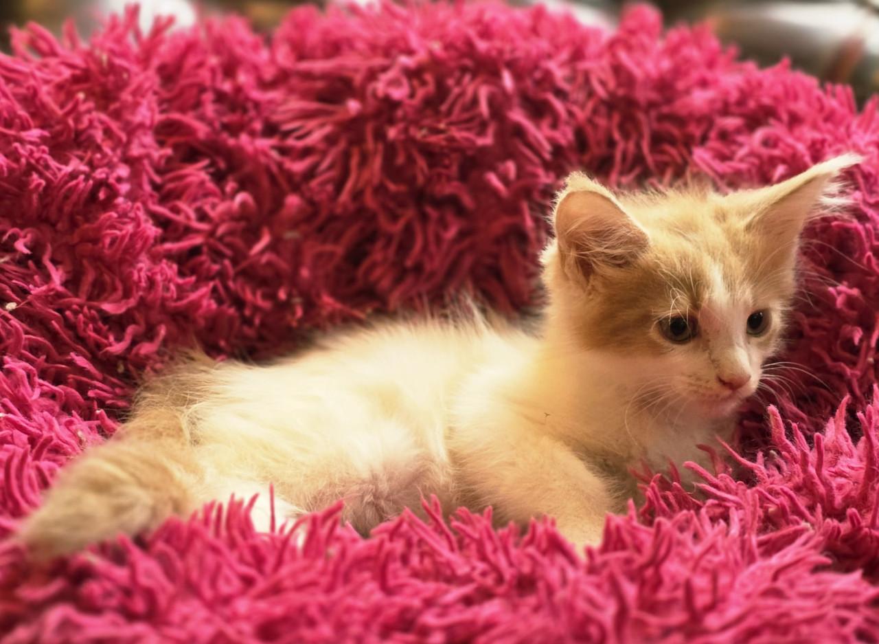 Prachtige Maine Coon kittens!