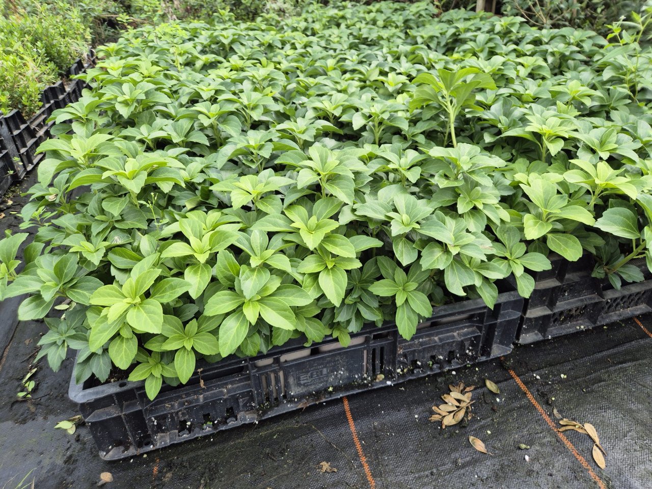 Schaduwkruid - Pachysandra terminalis