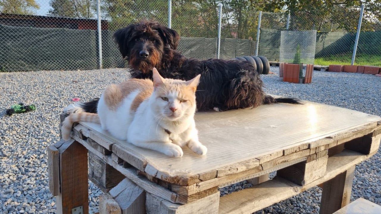 Hond zoekt baasje