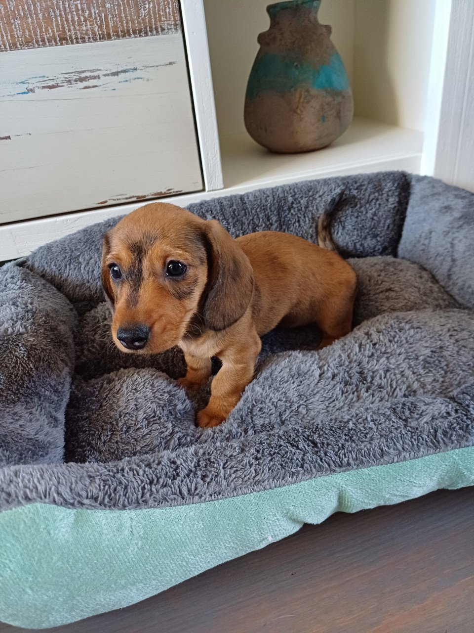 Super vrolijke Dwerg Teckel pups