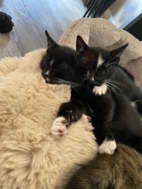 Kittens 🐾 (ingeent, ontwormd en ontvlooit) zoeken paleisjes. 👑