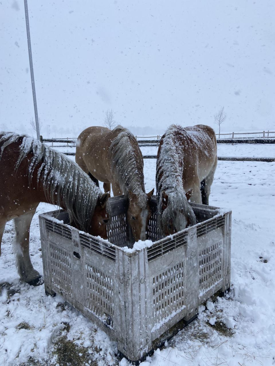 Bijna 6-jarige Palomino PRE merrie