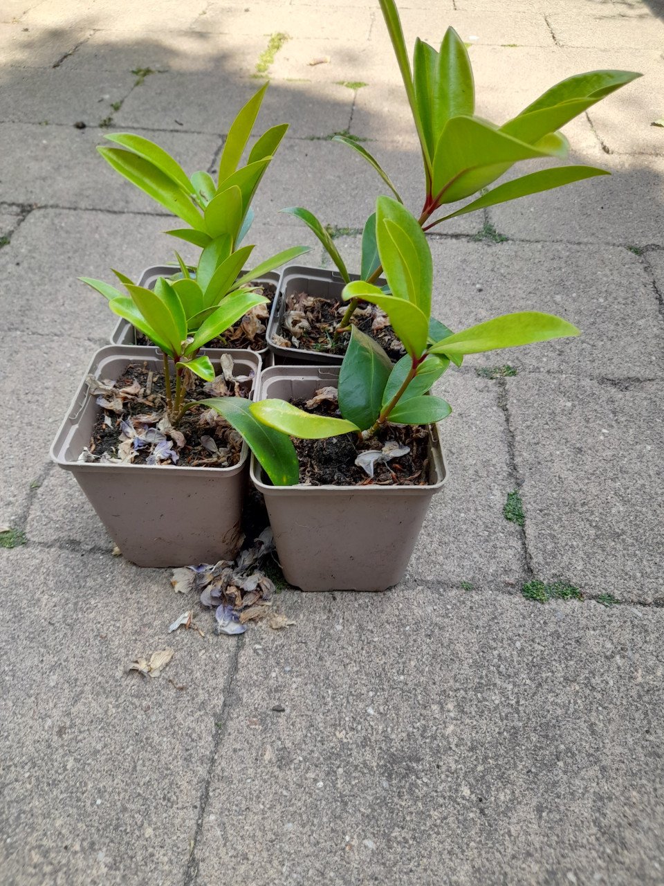 Skimmia